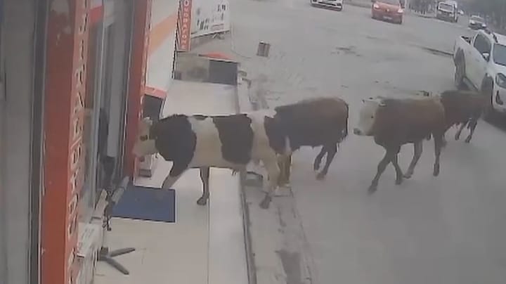 Negen ontsnapte koeien brengen bezoek aan Turkse winkel