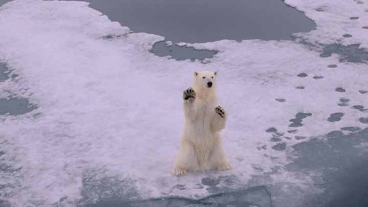 Vaker oog in oog met ijsbeer op Spitsbergen: 'Levensgevaarlijk'