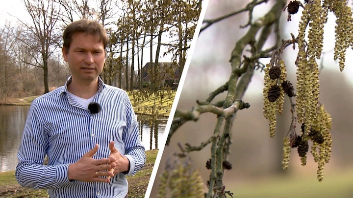 Een lucht vol pollen: dit jaar meer hooikoorts dan anders