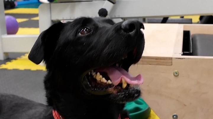 Deze Oekraïense hulphond met protheses steunt andere gewonde militairen