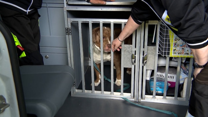 Op pad met diereninspecteurs: 'Ongelooflijk hoe dieren soms moeten leven'