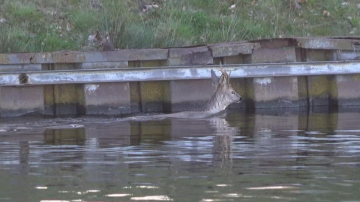 Gestreste ree zwemt rond in Drents kanaal, brandweer grijpt in