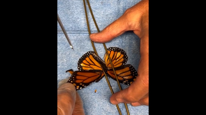 Kijk nu: 'vleugeltransplantatie' van vlinder verovert het internet