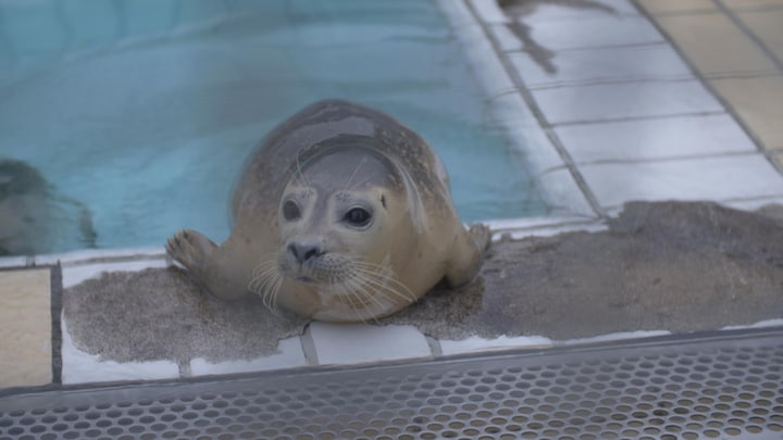 Iconisch Zeehondencentrum Pieterburen sluit: 'Met een lach en traan' 