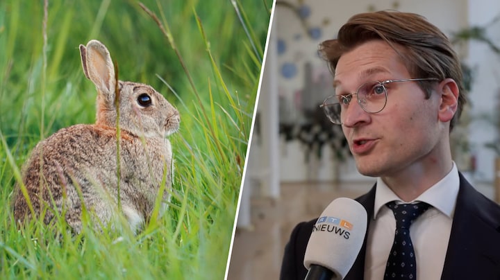 Minister over konijnen die helpen om Rotterdamse haven van stikstofslot te halen: 'Klinkt beetje gek ja'