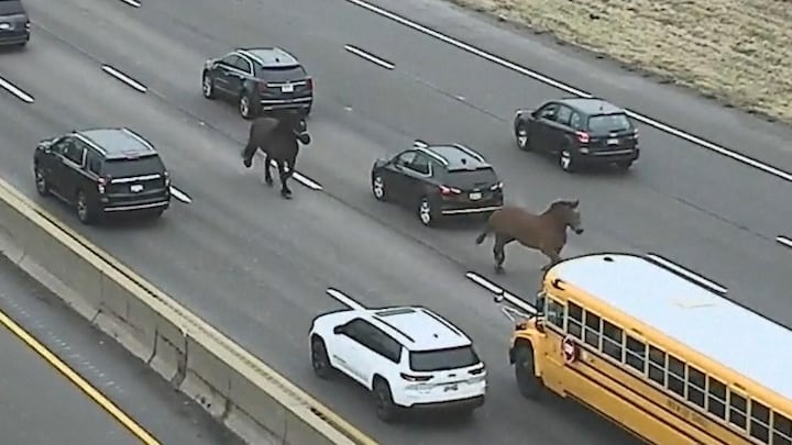 On the run: ontsnapte politiepaarden galopperen over snelweg VS