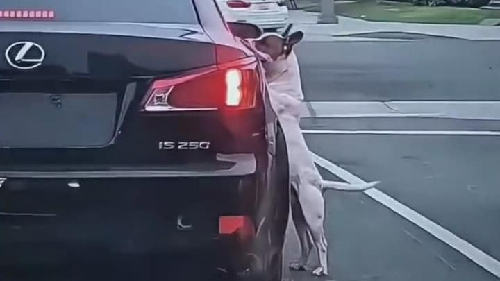 In beeld: verlaten hond achtervolgt zijn baasjes auto