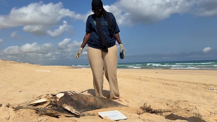 Kust Senegal is dolfijnen- en vissenkerkhof, en dat komt door de vissers