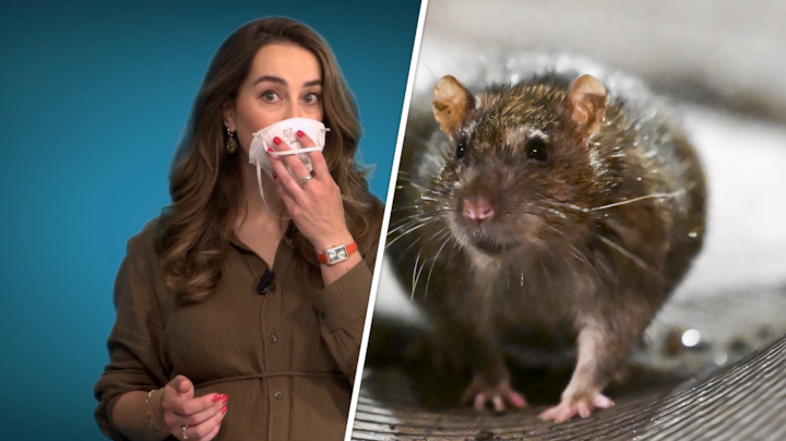 Wat is het hantavirus en hoe gevaarlijk is het?