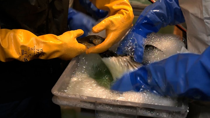 Redden wat er te redden valt: met olie besmeurde vogels schoongemaakt