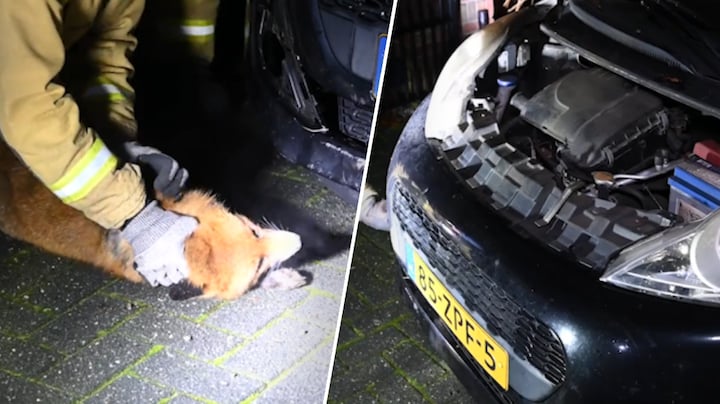 Vos na aanrijding met auto gered: zat vast in de grill