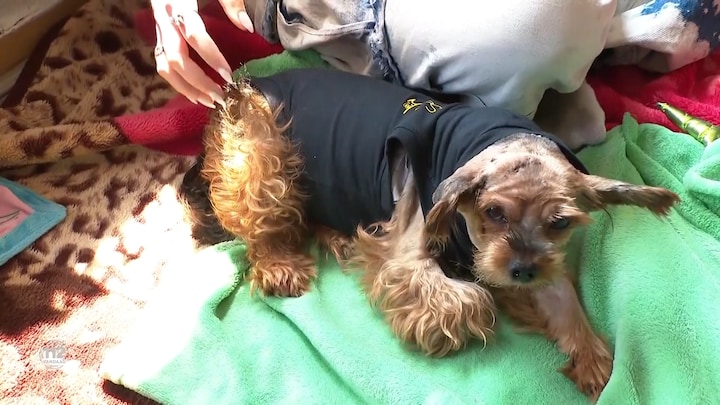 Hond Guci aangevallen door agressieve hond in Den Haag