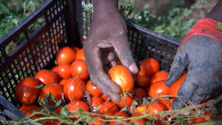 Italiaanse tomaten: lekkernij door moderne slavernij