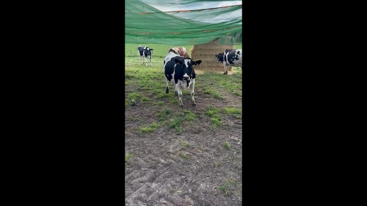 Joris'in inekleri bir inek şemsiyesinin altında mutlu bir şekilde koşuyor
