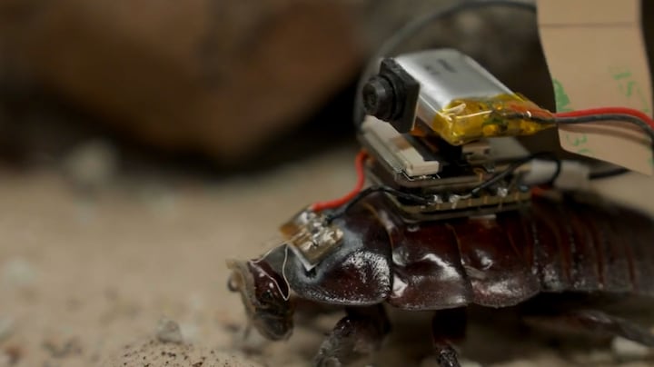 Deze cyborgkakkerlakken kunnen levens redden