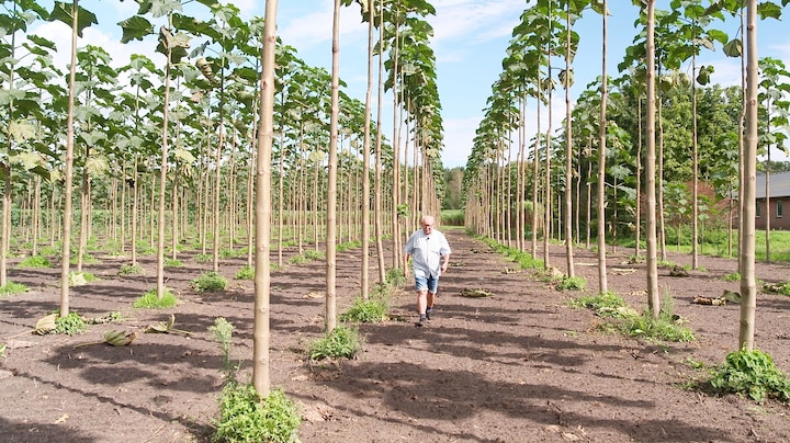Andere landen verbieden deze reuzenboom, Tonny heeft hectares vol staan