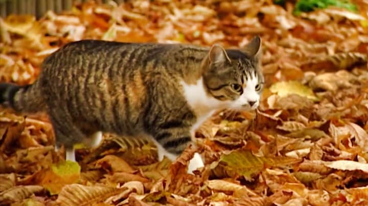  'Totaal geshockeerd': Overijssel wil verwilderde katten afschieten om vogels te beschermen