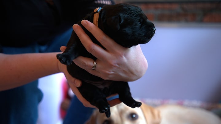 Hier moet je op letten als je een puppy koopt
