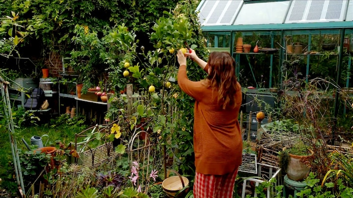 Het lijkt bijna zomer: bloemen weer in de knop 