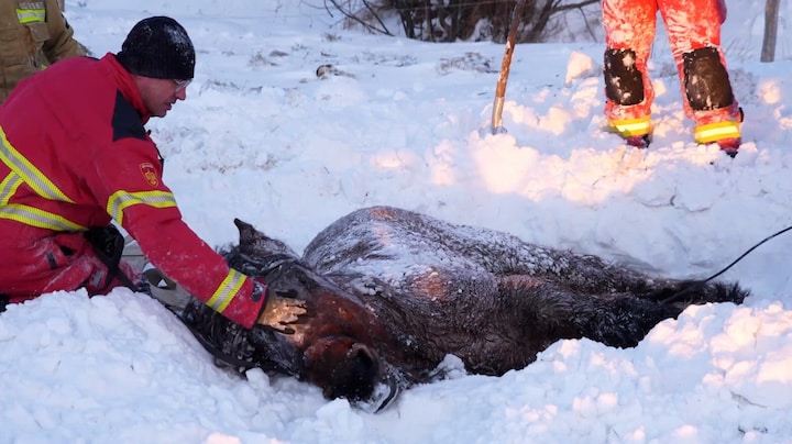 Van galop naar glijpartij: paard vast in besneeuwde sloot