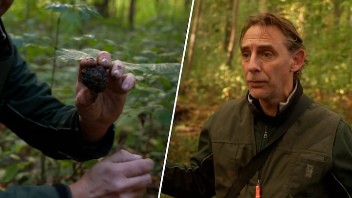 Truffels van honderden euro’s? Deze jager vindt ze gewoon in Nederland