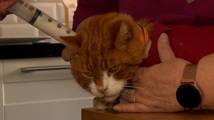 Terrasreiniger maakt katten doodziek, grote zorgen bij baasjes