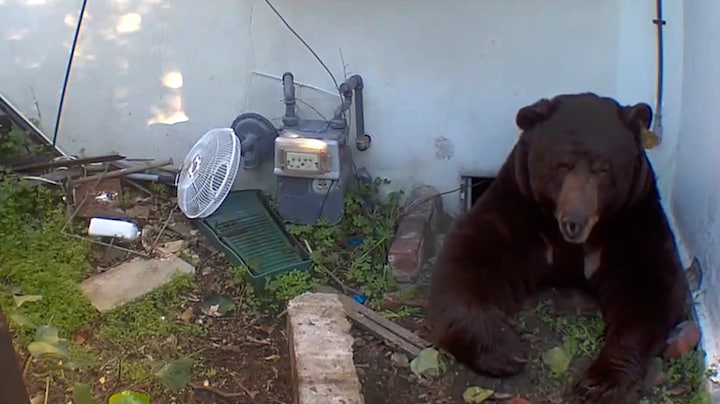 Man ontdekt ongewenste huisgenoot: een beer in zijn kruipruimte