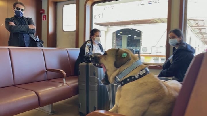 Straathond Boji reist en vaart Istanbul af