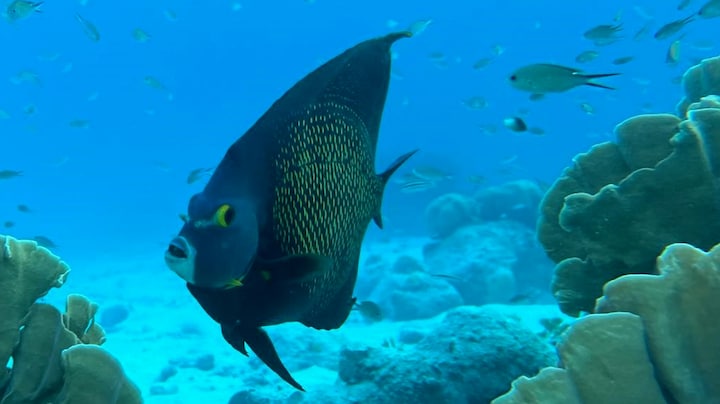 Rotterdamse onderzoekers zetten vissen in voor redden koraalrif Bonaire