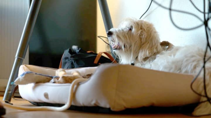 Hond mee naar kantoor: leuk voor baas, minder voor hond