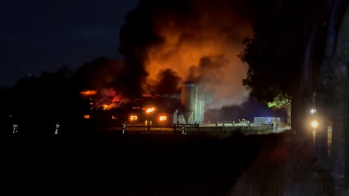 In beeld: honderden varkens omgekomen bij stalbrand