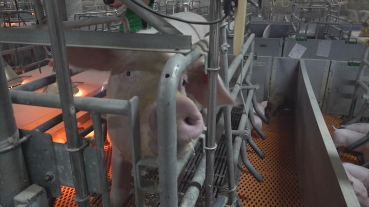 Chinese varkens opgestapeld in flats: lucratief, maar niet diervriendelijk