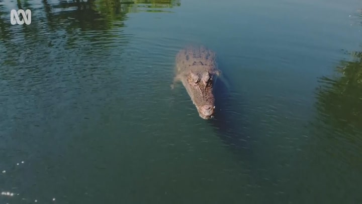 Krokodil hapt gloednieuwe drone uit de lucht in Australië