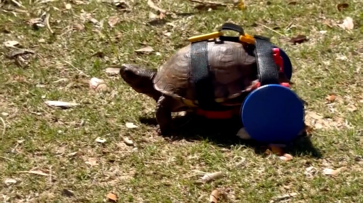 Schildpad Mozes mist achterpoten en krijgt rolstoel 