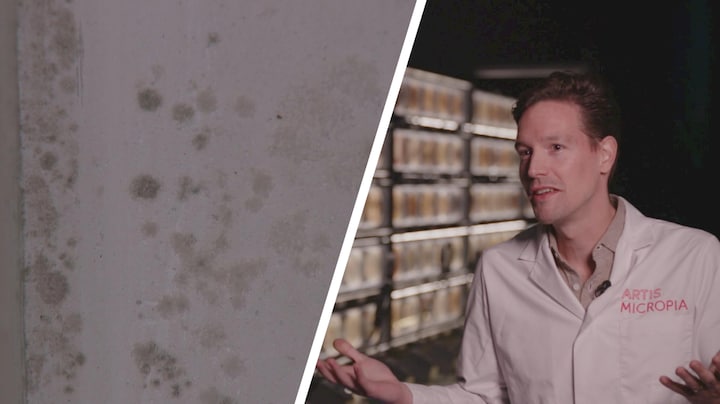 Huis potdicht om energie te besparen? Kijk uit voor schimmels