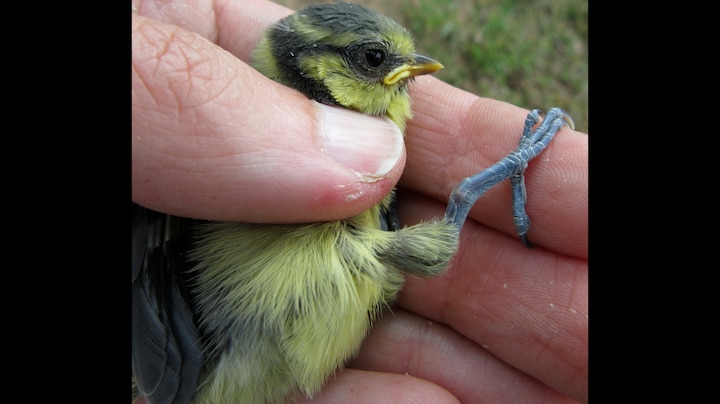 Kalkstrooien werkt: niet langer vogeltjes met gebroken pootjes in Ede