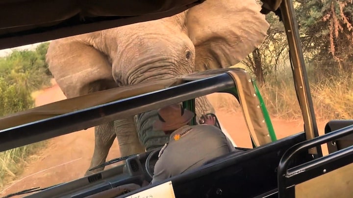 Olifant zet bus met toeristen op zijn slagtanden