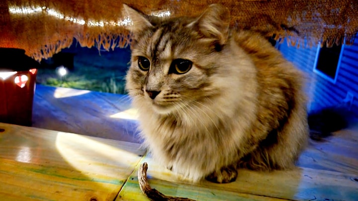 Kat Bootsy vindt jaar na zware orkaan haar baasjes terug: 'Ik bleef huilen' 