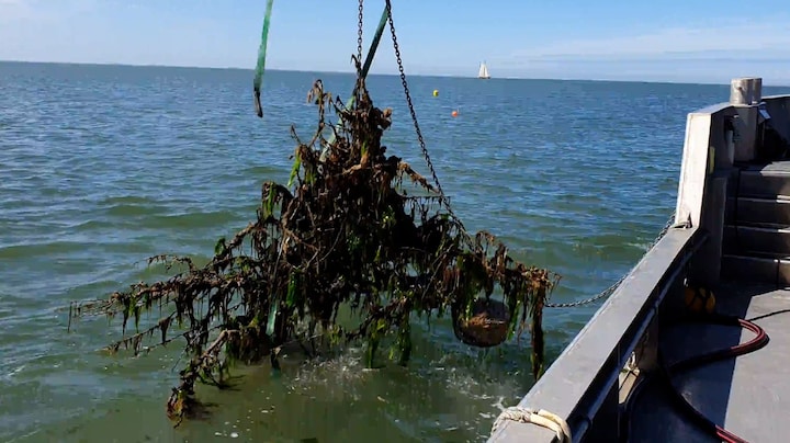 Hoe perenbomen de visstand in de Waddenzee een boost geven