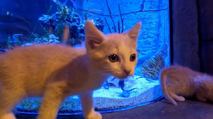 Schoolreisje tussen haaien: weeskittens krijgen rondleiding door aquarium