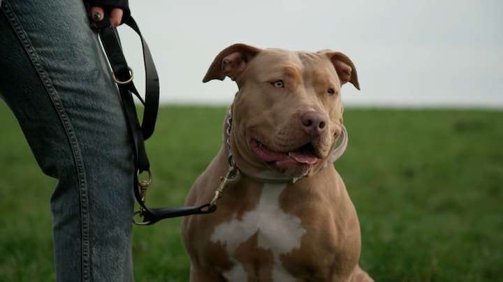 Man doodgebeten door Bully XL-honden in Rotterdam
