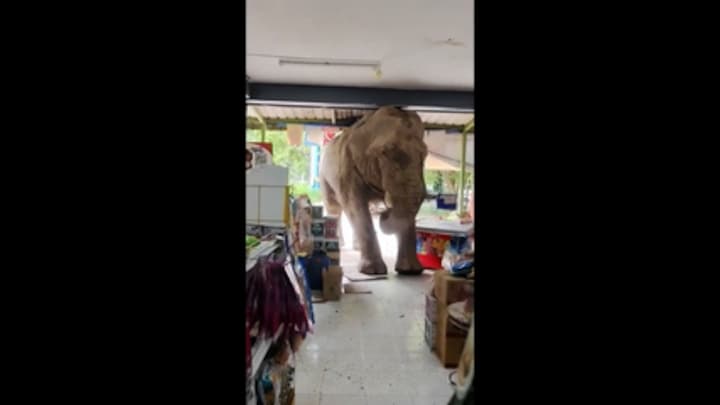 'Hoog' bezoek: olifant komt eten in Thaise supermarkt