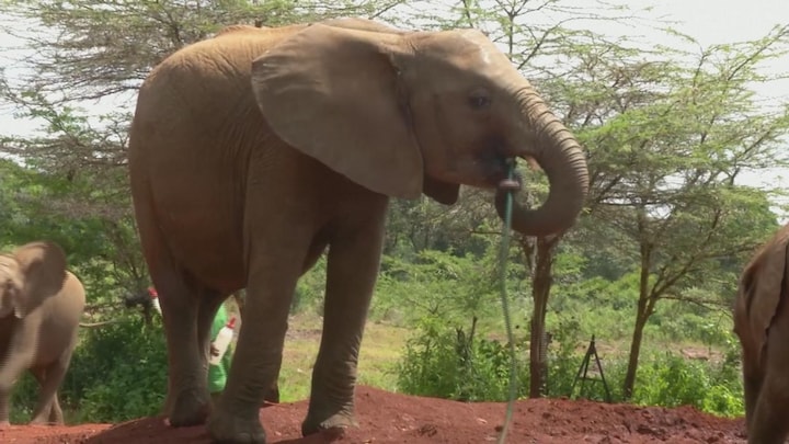 Jonge olifanten in Kenia krijgen eten en drinken, maar voor hoe lang nog?