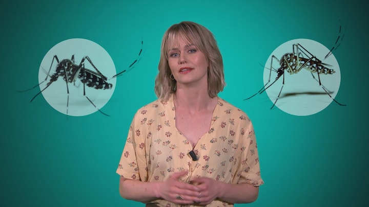 Jacoline werd doodziek van een mug: dit is dengue