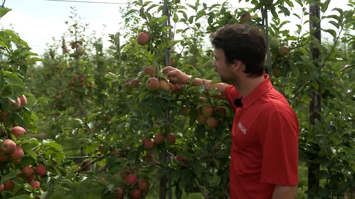 Tienduizenden Nederlandse appels gered van verspilling