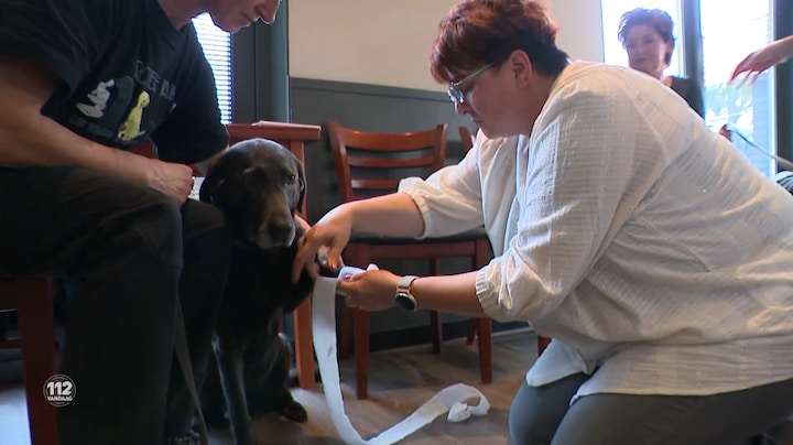 EHBO-dierencursus: Weet jij hoe je eerste hulp moet verlenen aan je huisdier?