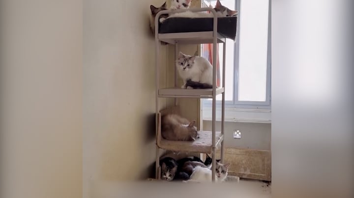 75 katten gered uit één klein appartement in Parijs