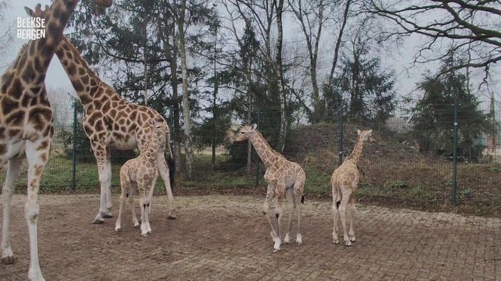 Beekse Bergen viert feest met de geboorte van drie girafjes