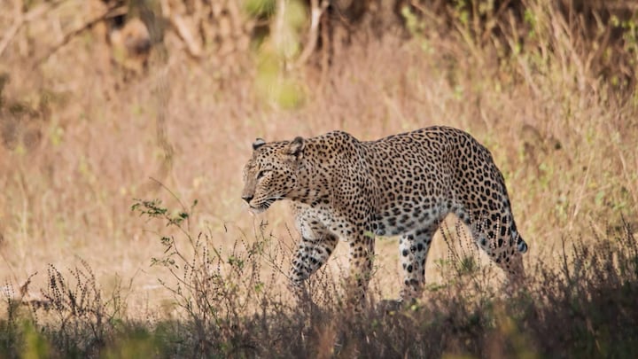 Geen Big Five, maar Big Four spotten in Sri Lanka: 'Hij beweegt!'