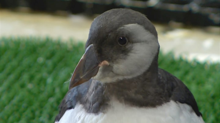 Op Schiphol in beslag genomen vogeleieren uitgegroeid tot 42 papegaaiduikertjes